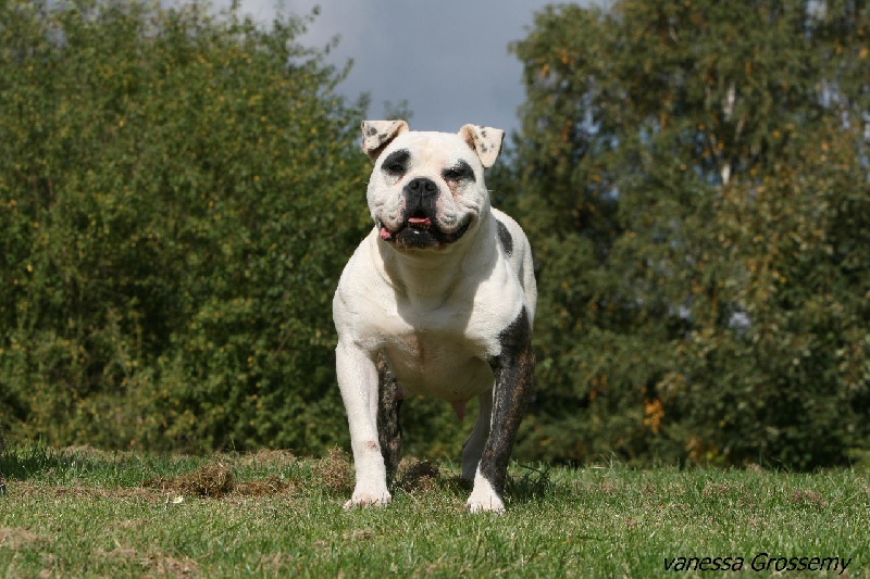 Panda De l'écrin de la houblonnière