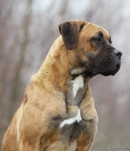 Frida De l'écrin de la houblonnière