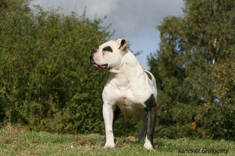 Panda De l'écrin de la houblonnière