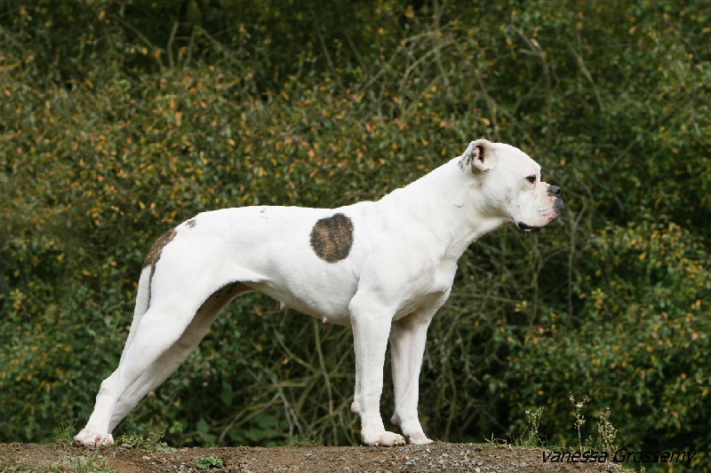 Borgia De l'écrin de la houblonnière