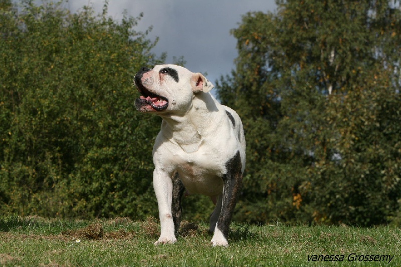 Panda De l'écrin de la houblonnière