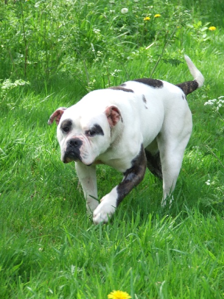 Panda De l'écrin de la houblonnière