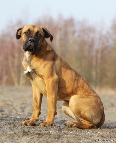 Frida De l'écrin de la houblonnière