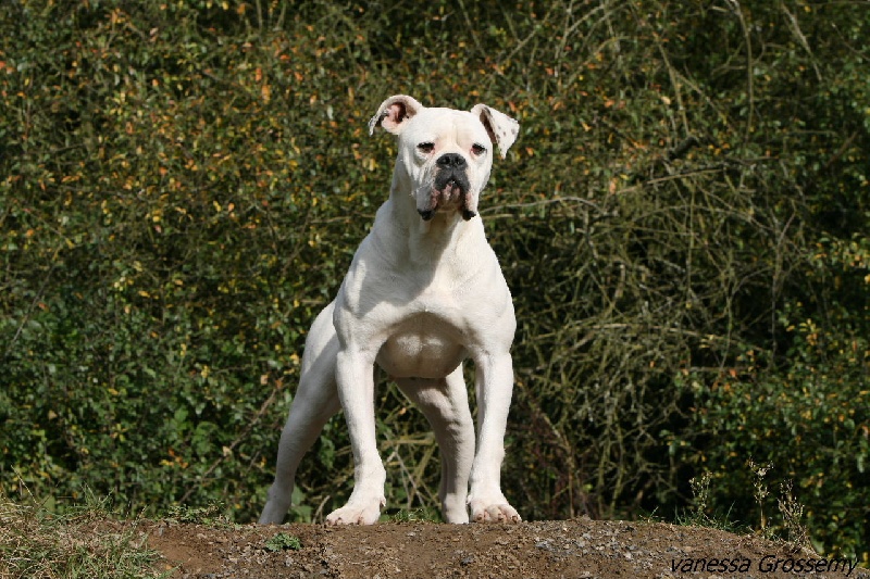 Borgia De l'écrin de la houblonnière