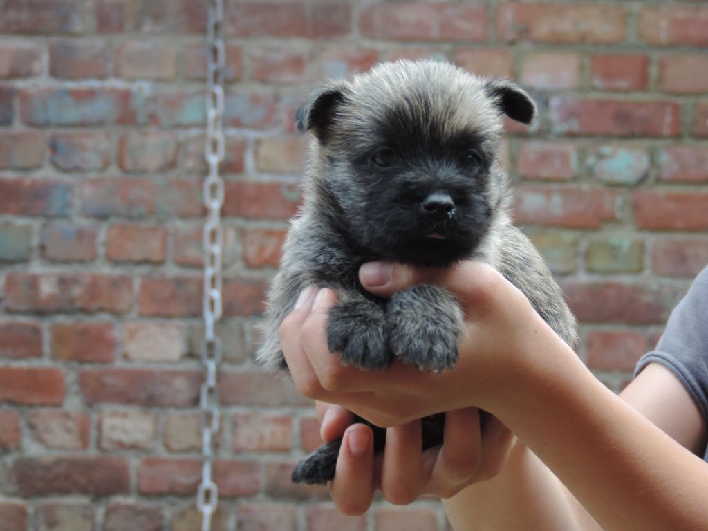 De l'écrin de la houblonnière - Chiot disponible  - Cairn Terrier