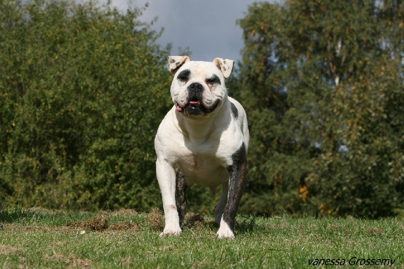 Panda De l'écrin de la houblonnière