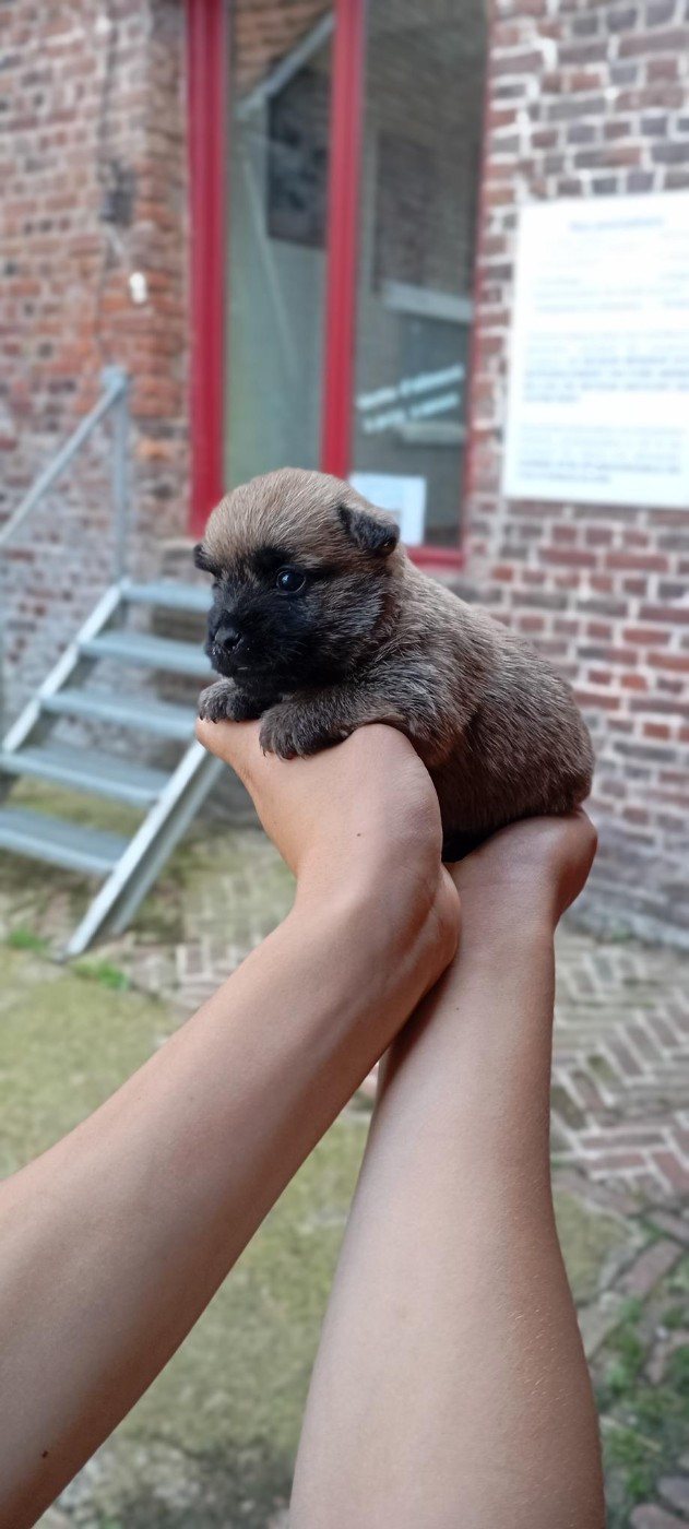 De l'écrin de la houblonnière - Chiots disponibles - Cairn Terrier