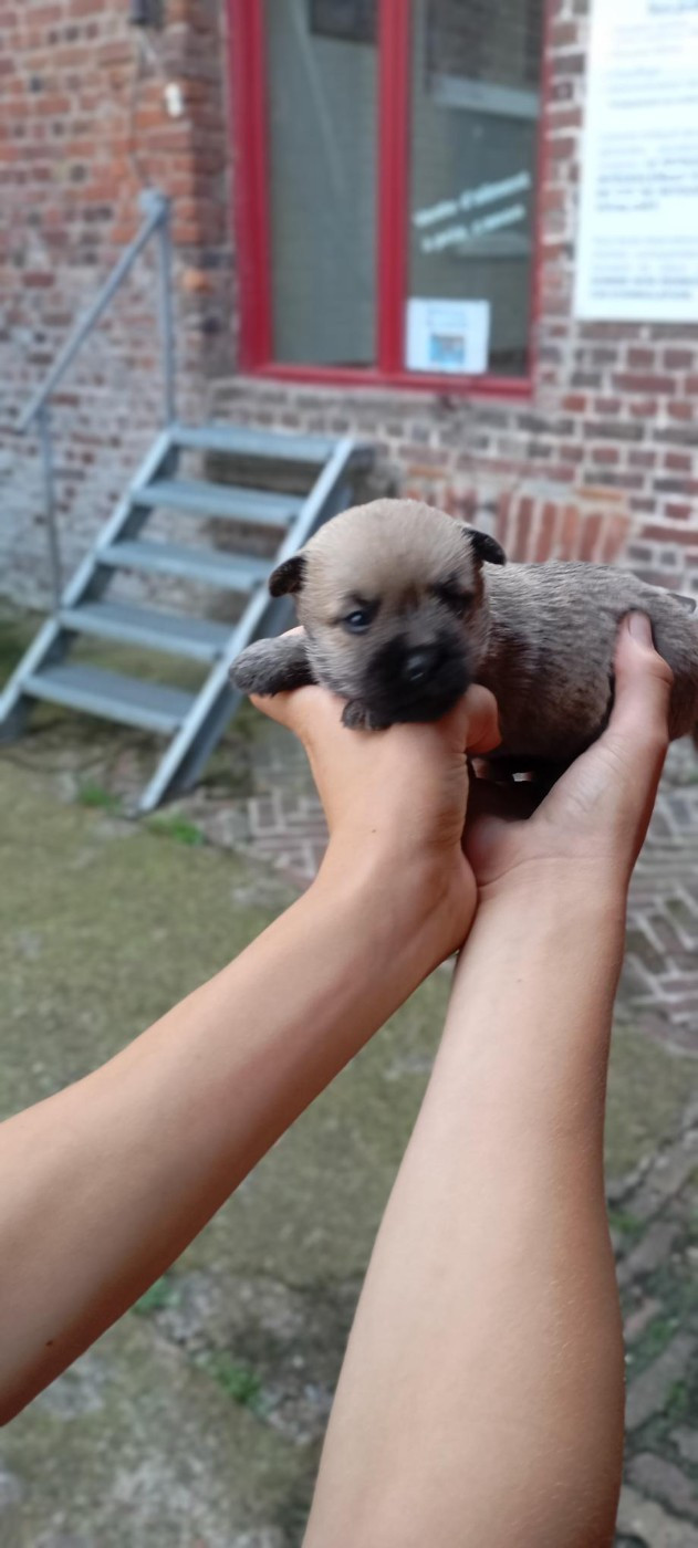 De l'écrin de la houblonnière - Chiots disponibles - Cairn Terrier