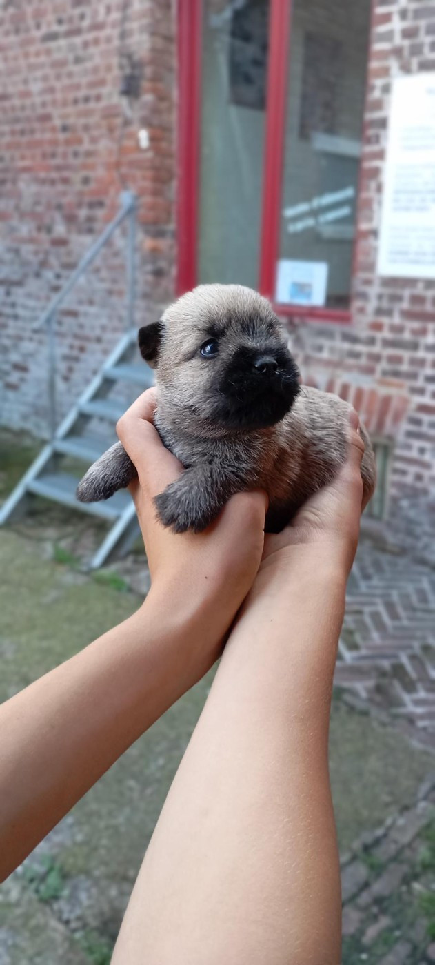 De l'écrin de la houblonnière - Chiots disponibles - Cairn Terrier