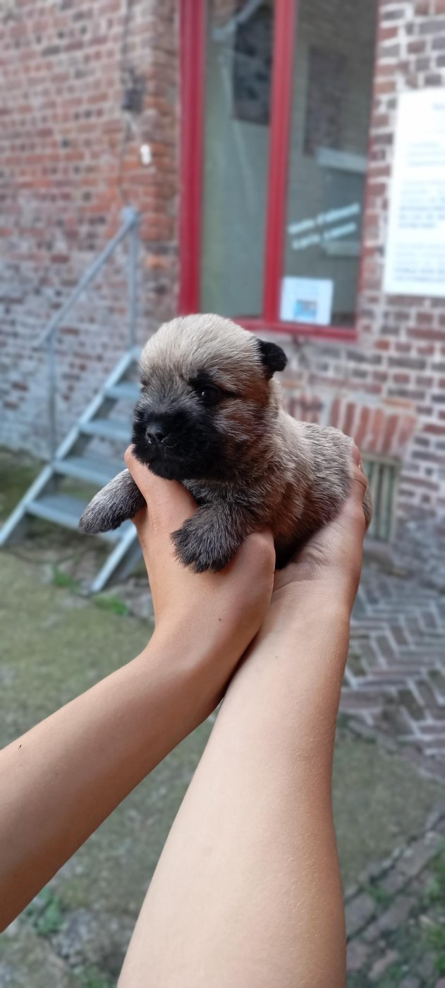 De l'écrin de la houblonnière - Chiots disponibles - Cairn Terrier
