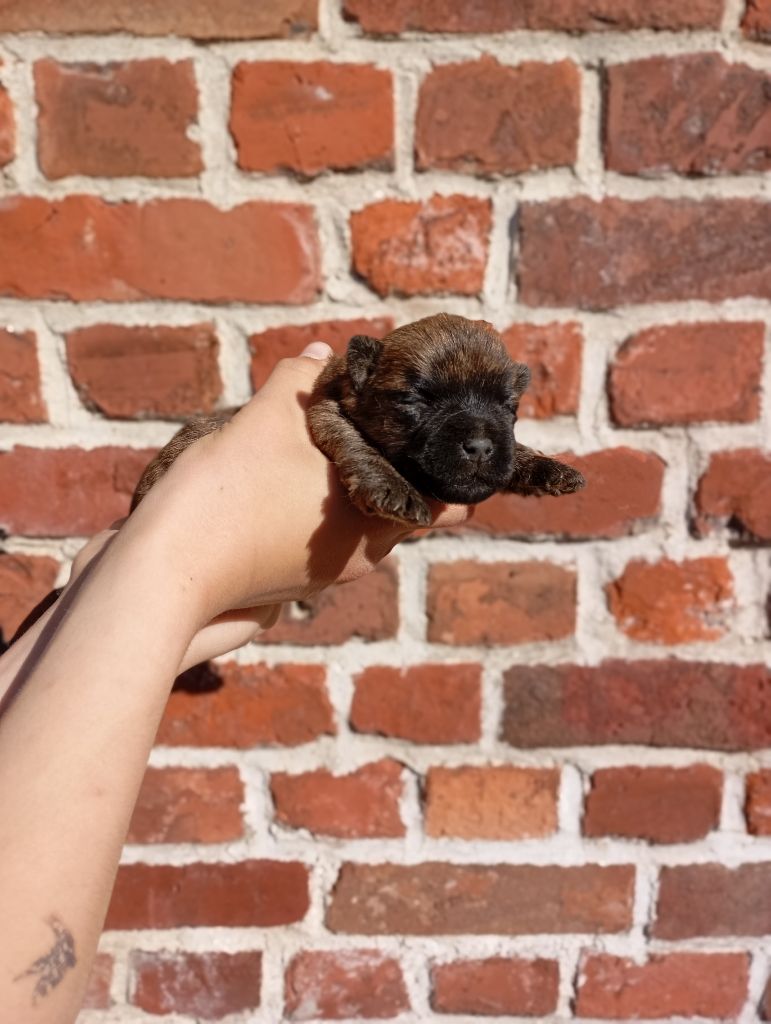 De l'écrin de la houblonnière - Chiots disponibles - Cairn Terrier