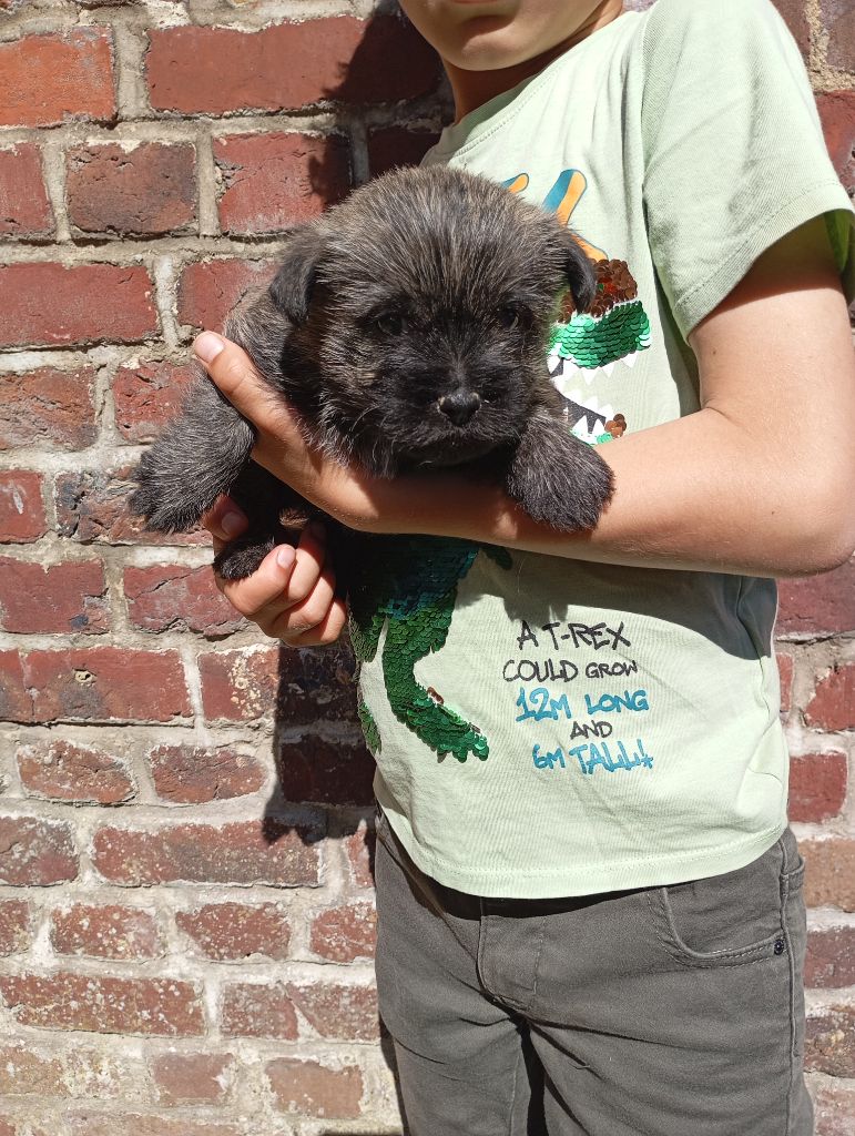 De l'écrin de la houblonnière - Chiots disponibles - Cairn Terrier