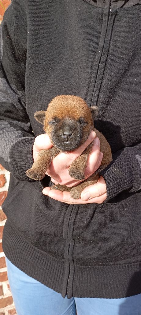 De l'écrin de la houblonnière - Chiots disponibles - Cairn Terrier