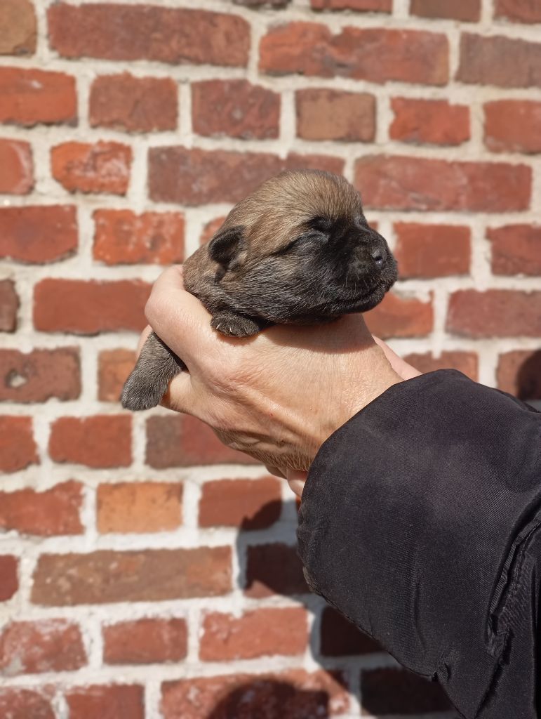 De l'écrin de la houblonnière - Chiots disponibles - Cairn Terrier