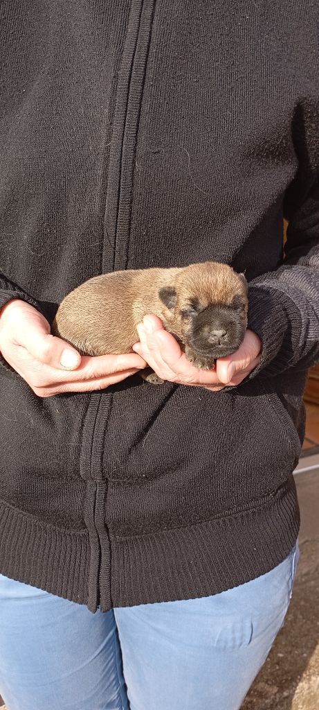 De l'écrin de la houblonnière - Chiots disponibles - Cairn Terrier