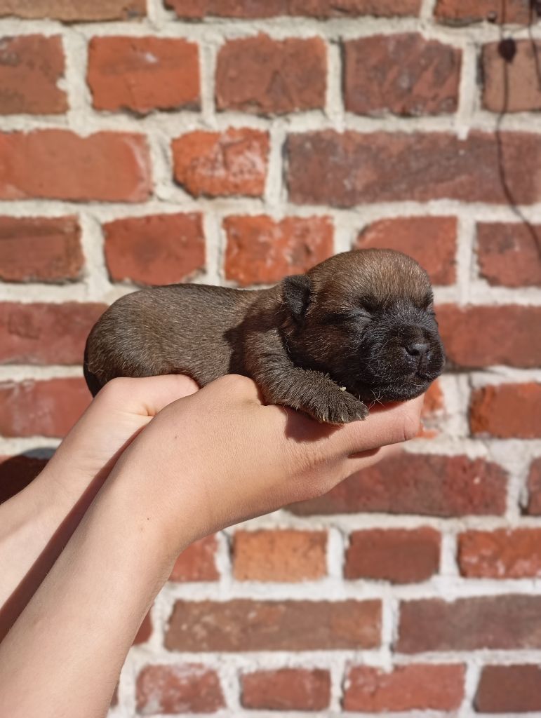De l'écrin de la houblonnière - Chiots disponibles - Cairn Terrier