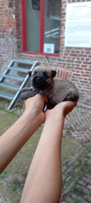 Chiot N°4