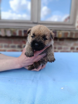 CHIOT 4