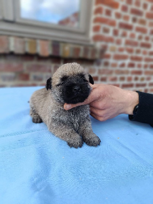 CHIOT 5