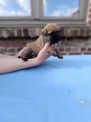 CHIOT 3
