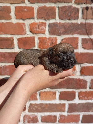 CHIOT 2
