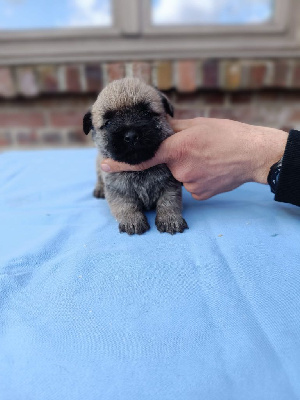 CHIOT 1