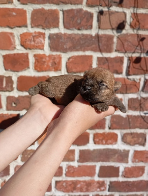 CHIOT 5