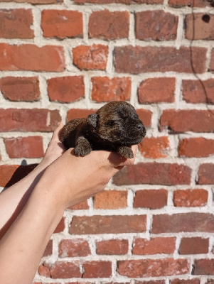 CHIOT 1