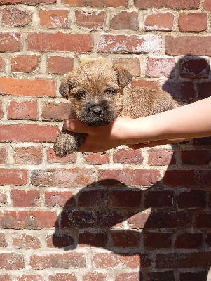CHIOT 2