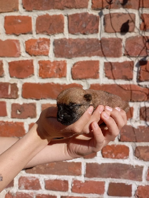 CHIOT 6