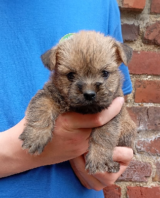 CHIOT 6