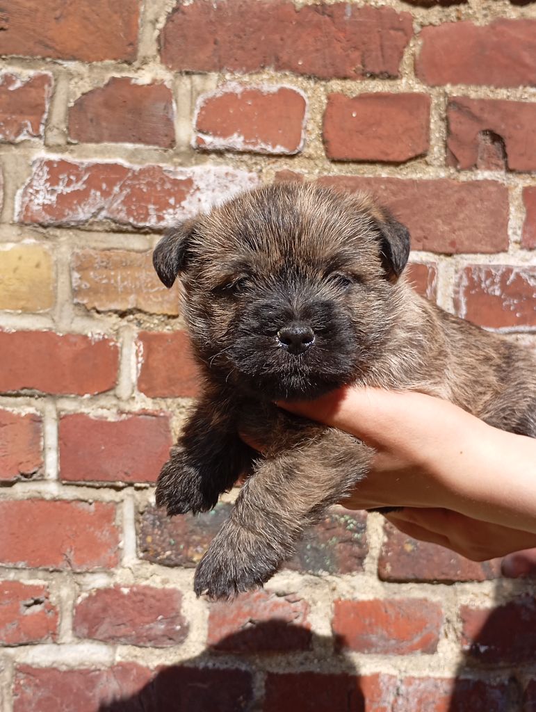 De l'écrin de la houblonnière - Chiots disponibles - Cairn Terrier