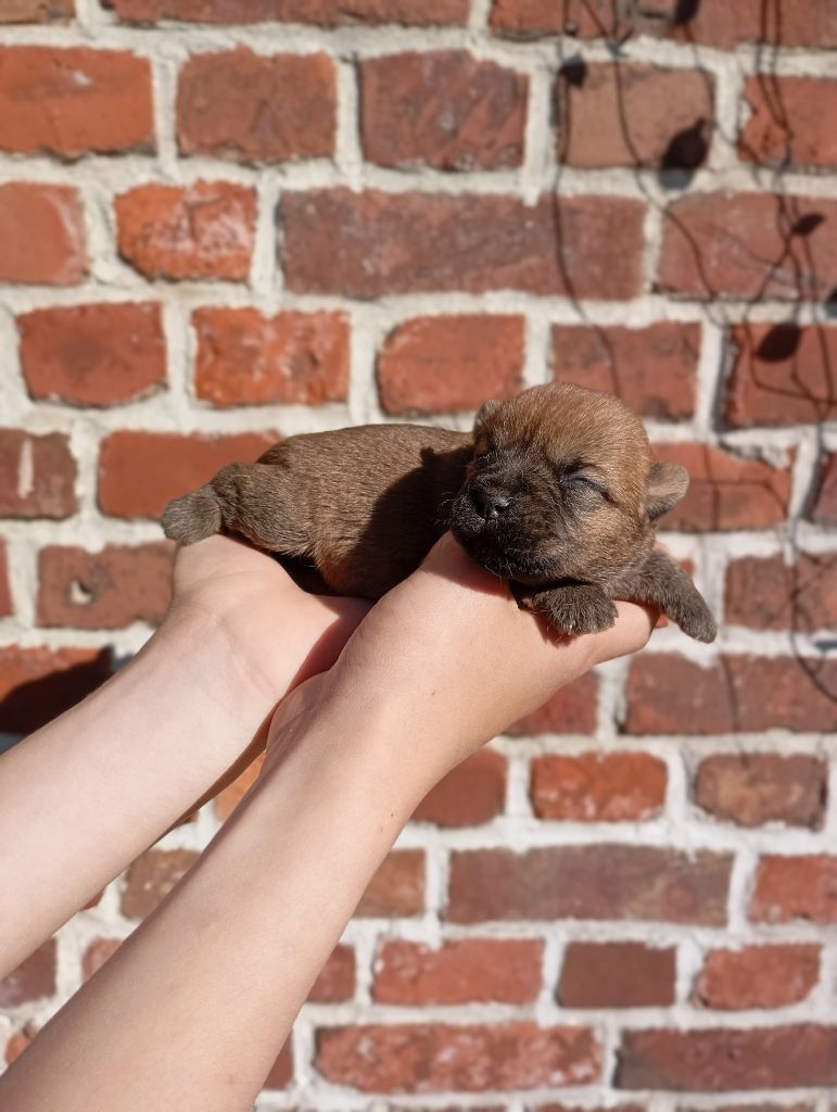 De l'écrin de la houblonnière - Chiots disponibles - Cairn Terrier