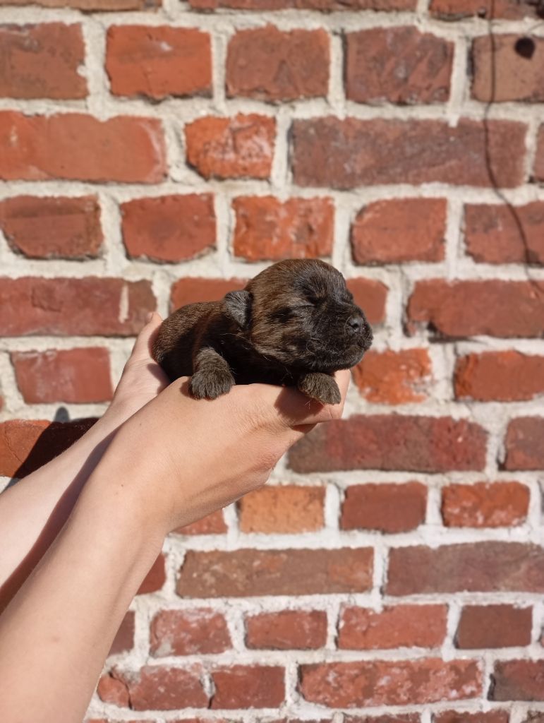 De l'écrin de la houblonnière - Chiots disponibles - Cairn Terrier