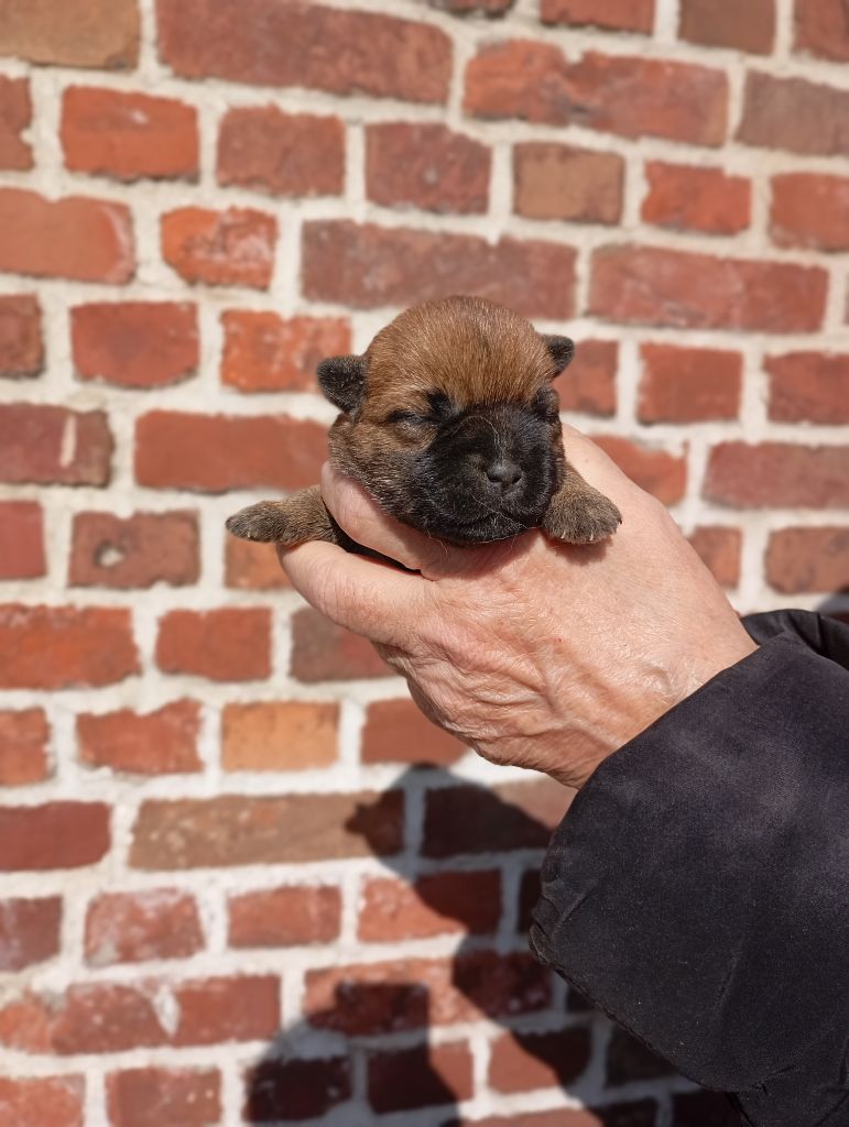 De l'écrin de la houblonnière - Chiots disponibles - Cairn Terrier