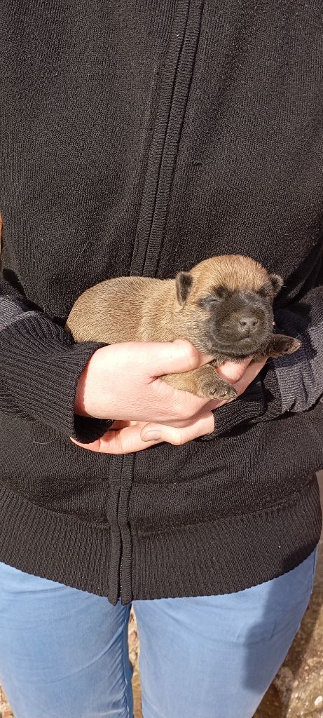 De l'écrin de la houblonnière - Chiots disponibles - Cairn Terrier