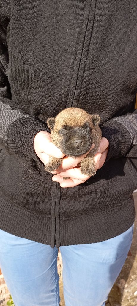 De l'écrin de la houblonnière - Chiots disponibles - Cairn Terrier