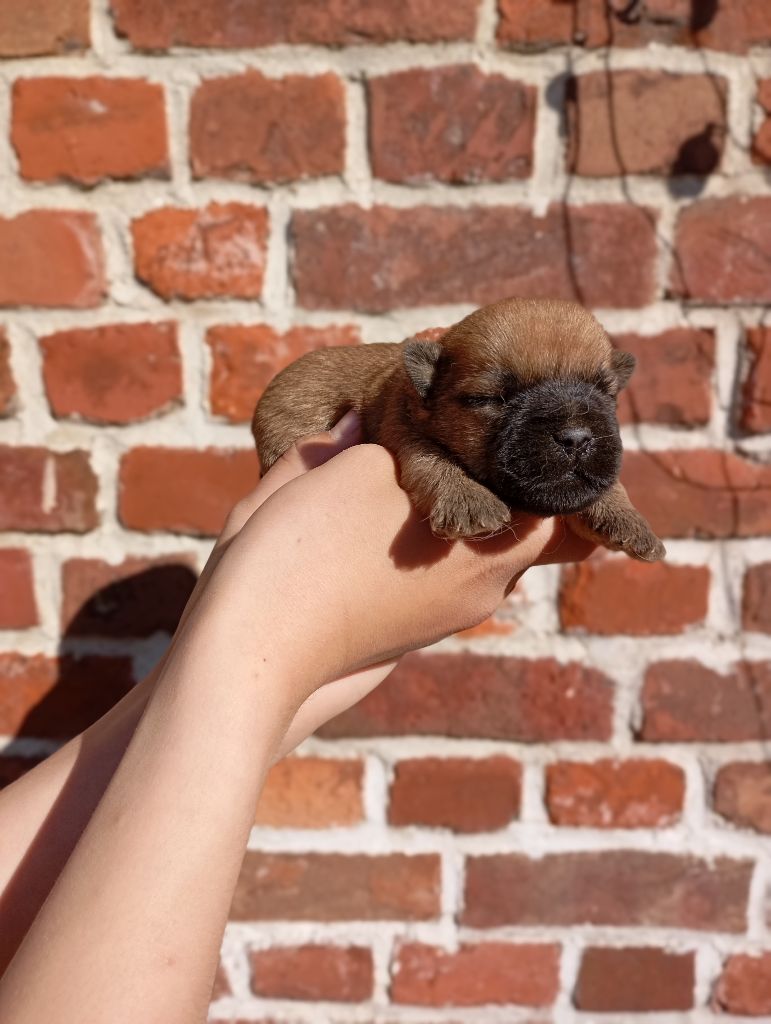 De l'écrin de la houblonnière - Chiots disponibles - Cairn Terrier